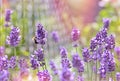 Bee - honeybee on lavender flower