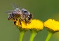 Bee or honeybee pollinated yellow flower Royalty Free Stock Photo