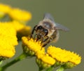 Bee or honeybee pollinated yellow flower Royalty Free Stock Photo