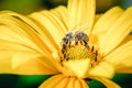 Honeybee pollinates a yellow flower/ Closeup. Pollinations of concept. Royalty Free Stock Photo