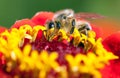 Bee or honeybee on red flower Royalty Free Stock Photo