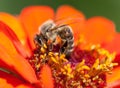 Bee or honeybee on red flower Royalty Free Stock Photo