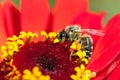 Bee or honeybee on red flower Royalty Free Stock Photo