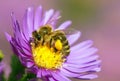 Bee or honeybee sitting on flower, Apis Mellifera