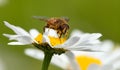Bee or honeybee on white flower of common  daisy Royalty Free Stock Photo