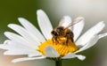 Bee or honeybee on white flower of common  daisy Royalty Free Stock Photo