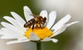 Bee or honeybee on white flower of common daisy