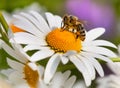 Bee or honeybee on white flower of common  daisy Royalty Free Stock Photo