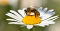 Bee or honeybee on white flower of common  daisy Royalty Free Stock Photo