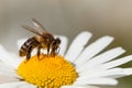 Bee or honeybee on white flower of common  daisy Royalty Free Stock Photo