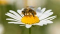 Bee or honeybee on white flower of common daisy Royalty Free Stock Photo