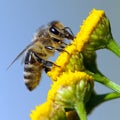 Bee or honeybee on yellow flower Royalty Free Stock Photo