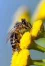 Bee or honeybee on yellow flower Royalty Free Stock Photo