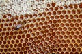Bee on honeycomb Royalty Free Stock Photo
