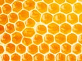 bee honeycomb closeup, fresh stringy dripping sweet honey, macro Royalty Free Stock Photo