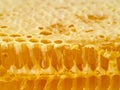 Bee honeycomb closeup, fresh stringy dripping sweet honey, macro Royalty Free Stock Photo