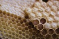 Bee and honeycomb closup and macro shot