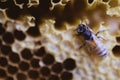 Bee and honeycomb closup and macro shot Royalty Free Stock Photo