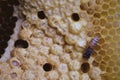 Bee and honeycomb closup and macro shot