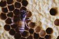 Bee and honeycomb closup and macro shot Royalty Free Stock Photo