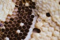 Bee and honeycomb closup and macro shot Royalty Free Stock Photo