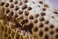 Bee and honeycomb closup and macro shot Royalty Free Stock Photo