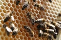 Bee on honeycomb with honey pieces of nectar in cages closeup