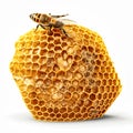 bee on honeycomb isolated on white background Royalty Free Stock Photo