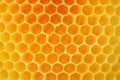 Bee and Honeycomb