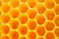 Bee and Honeycomb