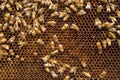 Bee and honeycomb natural texture