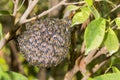 Bee and honeycomb on the tree