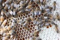 Bee on honeycombs with honey pieces of nectar in cages