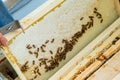 bee on honeycombs with honey slices nectar into cells Royalty Free Stock Photo