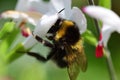 Bee on a hot lips salvia flower Royalty Free Stock Photo