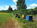 Bee houses in green field Royalty Free Stock Photo