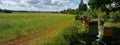 Bee houses in green field Royalty Free Stock Photo