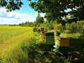 Bee houses in green field Royalty Free Stock Photo