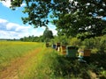 Bee houses in green field Royalty Free Stock Photo