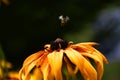 bee hovering above yellow flower
