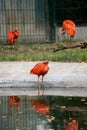 A bee hovering on a beak of the Scarlet Ibis Eudocimus ruber it is a species of ibis that inhabits tropical South America Royalty Free Stock Photo