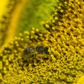 A Bee hovering while collecting pollen from sunflower blossom. Hairs on Bee are covered in yellow pollen as are it`s legs. Macro Royalty Free Stock Photo