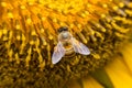 A Bee hovering while collecting pollen from sunflower blossom. Hairs on Bee are covered in yellow pollen as are it's legs. Close Royalty Free Stock Photo