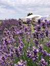 Bee Hovering in a Lavender Field Royalty Free Stock Photo