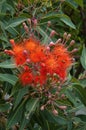 Bee hovering near flowers and buds of a corymbia ficifolia \'Baby Orange\' tree Royalty Free Stock Photo