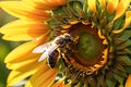 Bee Hovering Over a Vibrant Sunflower - Macro Lens Photography, Foreground Focus Detailing Intricate Beauty