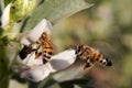 Bee hovering toward another bee sucking nectar Royalty Free Stock Photo