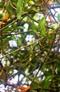 Bee hummingbird, zunzuncito or Helena hummingbird