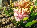 Bee in Hyacinth flower Royalty Free Stock Photo