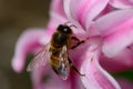 Bee on a hyacinth flower Royalty Free Stock Photo